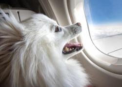 Aerei, cani e gatti potranno viaggiare in cabina e gli esemplari di maggiori dimensioni occupare anche il sedile