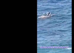Malta, grande squalo bianco avvistato a poche decine di metri dalla costa di Sliema, gli esperti: "Evento raro ma possibile" - VIDEO