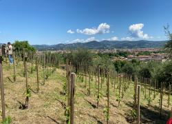Nasce la prima vigna urbana di Firenze, si trova nei pressi dello spettacolare piazzale Michelangelo