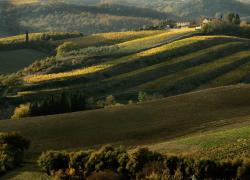 Sapori e aromi di vino del Chianti Classico con la manifestazione “I Profumi di Lamole”