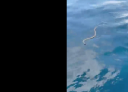 Ibiza invasa dai serpenti, il colubro ferro di cavallo terrorizza i turisti in mare, rettile lungo circa 150 cm ma non velenoso - VIDEO
