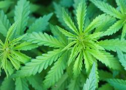 Mangiano caramelle alla marijuana rubate da una valigia a Fiumicino e 4 addetti ai bagagli finiscono in overdose