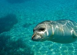 La foca monaca è tornata dopo anni nelle acque del golfo di Napoli