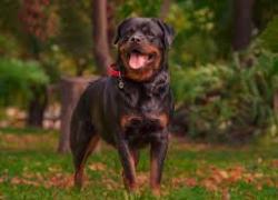 Lavinio (Roma), bambini di 8 e 10 anni azzannati da rottweiler della nonna, trasportati in condizioni gravi all'ospedale Bambino Gesù