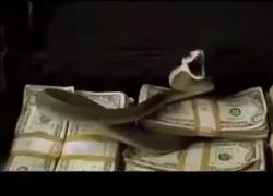 Morte Michael Madsen, la scena cult di Kill Bill 2 in cui Budd seppellisce Beatrix e poi viene ucciso dal mamba nero di Elle Driver - VIDEO