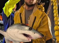 Sestri Levante, un piccolo esemplare di squalo mako finisce nella rete dei pescatori di acciughe