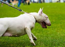 Milano "banlieue", banda di 6 egiziani minaccia 2 ragazzi di 12 e 16 anni con bull terrier: rimasti in mutande, rubati vestiti, collane e cellulare