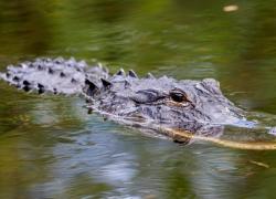 Ladispoli, il mistero del coccodrillo avvistato nel fiume e subito scatta la psicosi