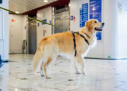 GNV e Innovadog insieme per viaggi sempre più pet-friendly: servizi digitali e cabine su misura per chi viaggia con il proprio cane