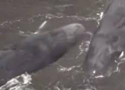 Terremoto in Kamchatka, balene spiaggiate in Giappone dopo lo tsunami causato dal terremoto di magnitudo 8.8 - VIDEO