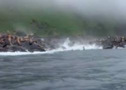 Leoni marini spaventati dal terremoto in Kamchatka si gettano in acqua per salvarsi mentre la scogliera crolla - VIDEO