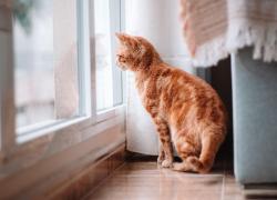 Vietare animali in condominio è impedito da legge e giurisprudenza, che riconoscono il diritto di vivere con animali domestici e tutelano il rapporto affettivo