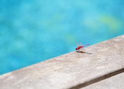 Il Guardiano della Piscina, dal ciclo “racconti assurdi” (situazioni anomale che potrebbero verificarsi nel nostro quotidiano)