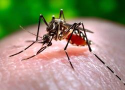 Cogoleto, primo caso di West Nile virus in Liguria, è un turista che ha trascorso le vacanze in riviera