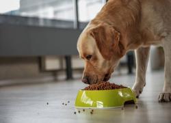 Assalco, nel 2024 spesa degli italiani per il pet food di circa €3.12 mln; il numero dei cani in Italia è stimato intorno ai 9 mln