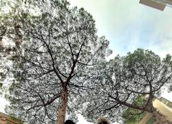 Napoli, attivisti in piazza per salvare dall'abbattimento due pini centenari cresciuti su suolo privato nel quartiere residenziale Vomero 