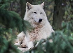 Animali in casa, proibito tenere lupi, orsi, marmotte e castori; permessi pappagalli, gechi, tartarughe di terra e merli indiani