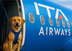 Cani di grande taglia in cabina aereo, domani il primo volo pet friendly in Italia