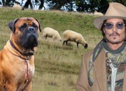 Uk, cane bullmastiff di Johnny Depp Sbrana 2 pecore in fattoria dell’East Sussex, azzannati e uccisi gli ovini dopo essersi liberato da guinzaglio