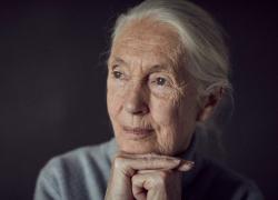 Addio a Jane Goodall, morta a 91 anni l'antropologa britannica massima esperta di primati e biodiversità: studiò le abitudini sociali degli scimpanzé