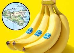 Chiquita realizzerà in Sicilia le prime piantagioni di banane made in Italy e le vendite a partire dal 2026