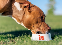 Real Bowl e la rivoluzione del cibo “Human Grade” per i cani: tre benefici concreti e ingredienti sottoposti agli standard di sicurezza 