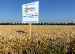 Mulino Bianco, riduzione delle emissioni di CO₂ eq del 7% annuo rispetto all’agricoltura convenzionale, Carta Mulino per nuovi standard di produzione