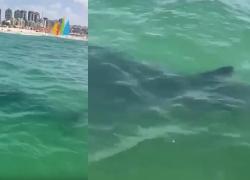 Israele, avvistato squalo di 5 metri ad Ashkelon vicino alla riva, chiuse tutte le spiagge, il bagnino: "Uscite subito dall'acqua" - VIDEO