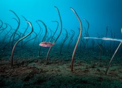“Oceani. David Doubilet”. A Firenze, la mostra a Villa Bardini con gli scatti del grande fotografo subacqueo storico collaboratore di National Geographic
