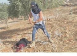 Cisgiordania, coloni israeliani a volto coperto aggrediscono contadini palestinesi durante raccolta olive, donna in fin di vita - VIDEO