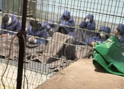 Gaza, almeno 135 corpi palestinesi restituiti da Israele detenuti e torturati a Sde Teiman, le Ong: "Prigionieri in pannolone dentro a gabbie"