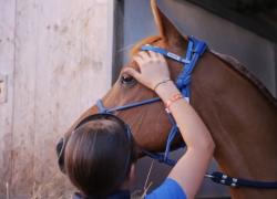 Liberarsi dagli schermi con il cavallo. Gli adolescenti e le dipendenze tecnologiche