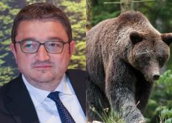 Trentino, Fugatti indagato per morte orso M90, gip: "Animale ucciso con crudeltà", governatore si arrocca: "Necessario per difendere cittadini"