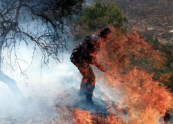 Palestina, 2,5 mln di ulivi distrutti da IDF dal 1967, le vittime del genocidio: “questi alberi sono compagni di vita, la guerra ce li sta portando via”