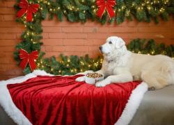 Natale senza stress, Real Bowl semplifica le feste dei proprietari di cani con abbonamenti per pappe fresche fino a 45 giorni fuori dal frigo 