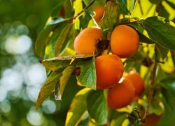 Cachi, altro che bollettini meteo: le posate profetiche del suo seme rivelano le previsioni di come sarà quest'inverno