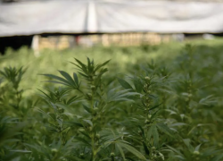 Milano, 23enne turco Erdem A si getta dalla finestra dopo aver fumato cannabis light in via Antonio da Recanate, fratello: "Urlava frasi senza senso"