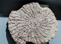 Nuovi ritrovamenti nella villa di Civita Giuliana, nei pressi degli scavi di Pompei, che ospitava 50 lavoratori schiavizzati