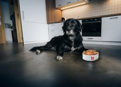 Real Bowl, alimentazione del cane anziano tra riduzione calorica, apporto di Omega-3 e consistenze a supporto di masticazione e digestione