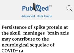 Vaccino Covid, proteina Spike rimane in cranio, midollo osseo e cervello causando infiammazione, cefalee, disturbi cognitivi e mentali - lo STUDIO tedesco