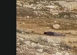 Betlemme, ucciso 16enne palestinese Ahmed Jibril da coloni israeliani, sindaco di Tuqu&rsquo; condanna :"Hanno sparato ad un funerale&rdquo; - VIDEO