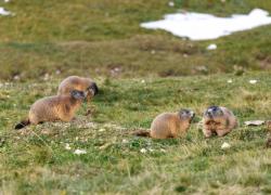 Livigno, per le prossime Olimpiadi invernali 'sfrattate' cento marmotte perch&eacute; dannose all'agricoltura e agli impianti