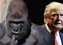 Venezuela, Donald Trump deciso a governare il mondo come il maschio Alfa governa un branco di scimmie: con la forza