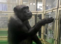 Giappone, morta a 49 anni Ai, la scimpanz&eacute; che riconosceva simboli, numeri e colori: insufficienza multiorgano e disturbi legati all'et&agrave;