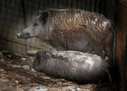 Genova, Tar del Lazio salva la vita a Naso e Rosino, i cinghiali dovevano essere soppressi per la peste suina