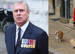 Andrew Mountbatten Windsor "rapisce" gli amati corgi della regina, "Prendersi cura di loro &egrave; l'unico legame che gli &egrave; rimasto con la famiglia reale"