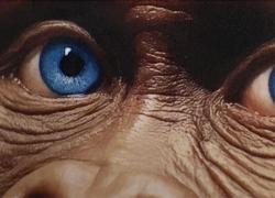 Carla Tommasina, psicanalista, scrive "Tutta colpa di Lucy": 40 anni di ricerche sull'origine del male umano e un bell'appello-VIDEO