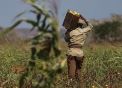 Cuba, governo denuncia: "Produzione agricola e allevamento insufficienti a coprire domanda di mercato, siamo al collasso"