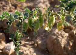 Le piantine di ceci sbarcano sulla Luna, ma riusciranno a sfamare gli astronauti nello spazio?
