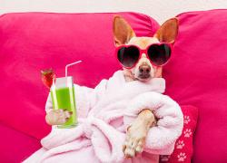 A New York esplode la "dog wellness", fino a mille dollari per la toelettatura di un cane